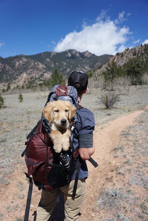 How to Keep Your Pet Engaged on Hikes - Light Hiking Gear