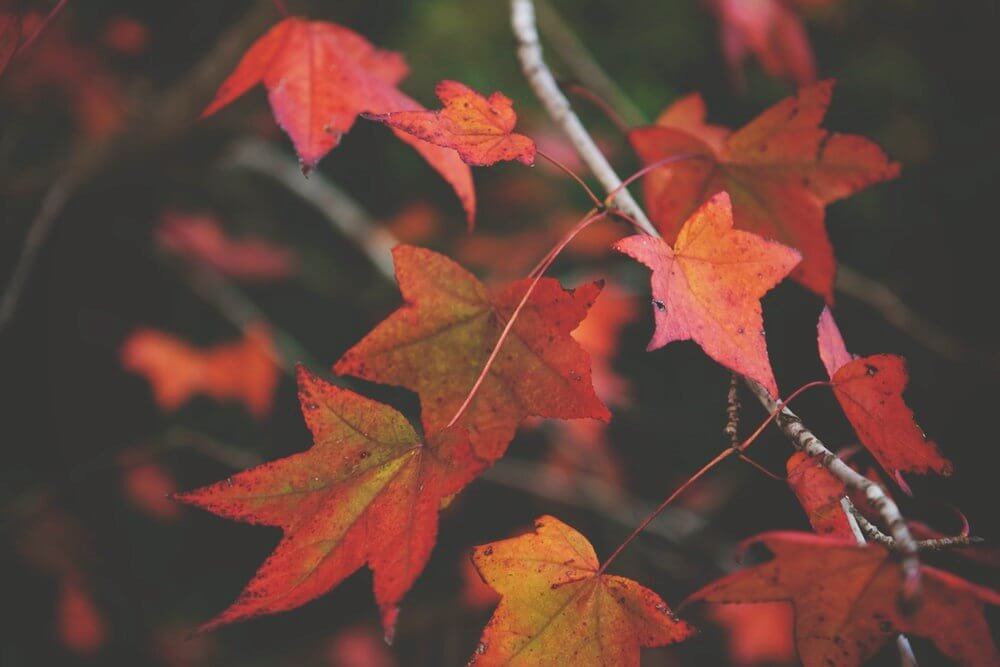 3 Breathtaking Hikes to Witness the Best Fall Foliage - Light Hiking Gear