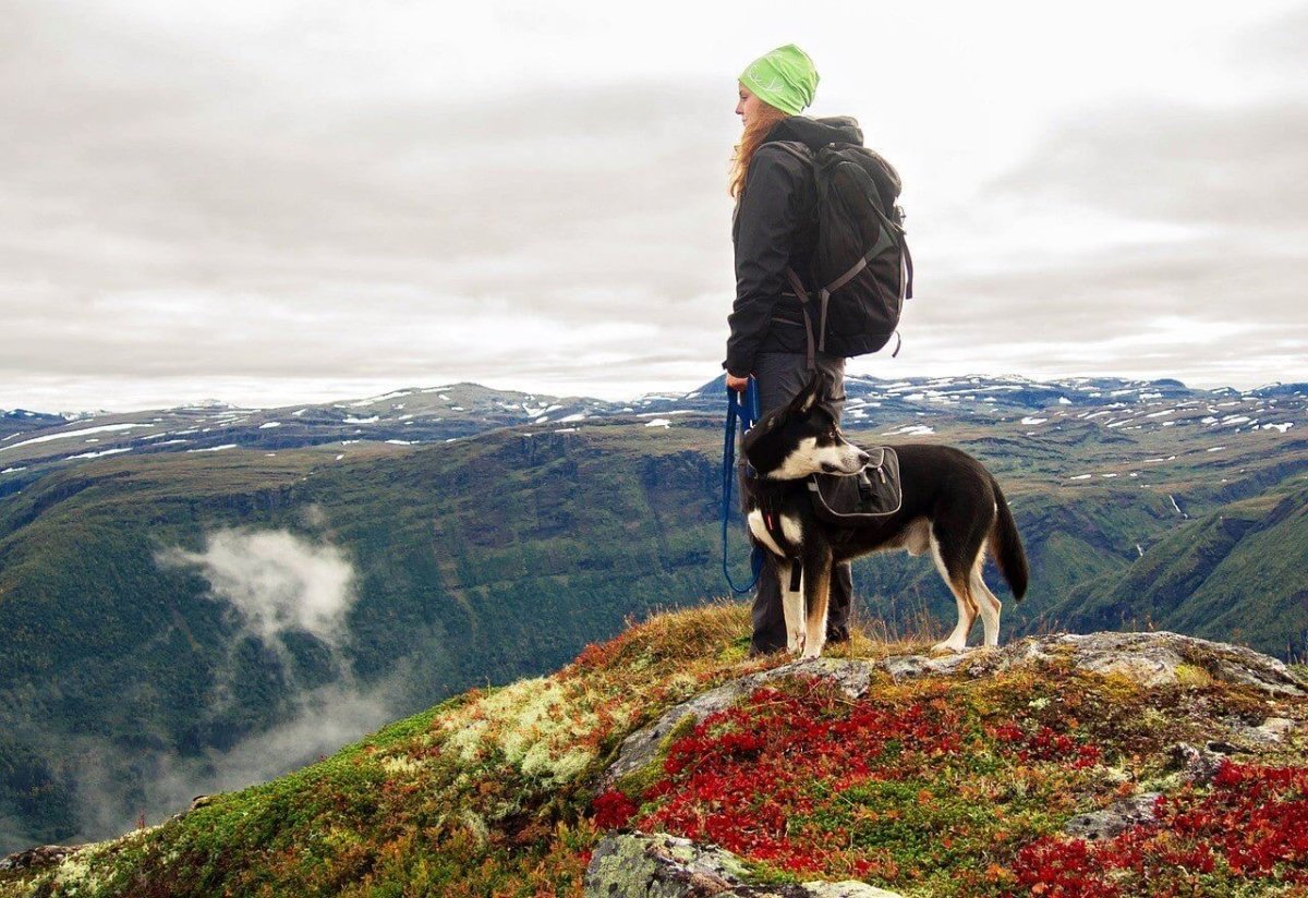Hiking with a Loyal Companion AKA Your Dog - Light Hiking Gear